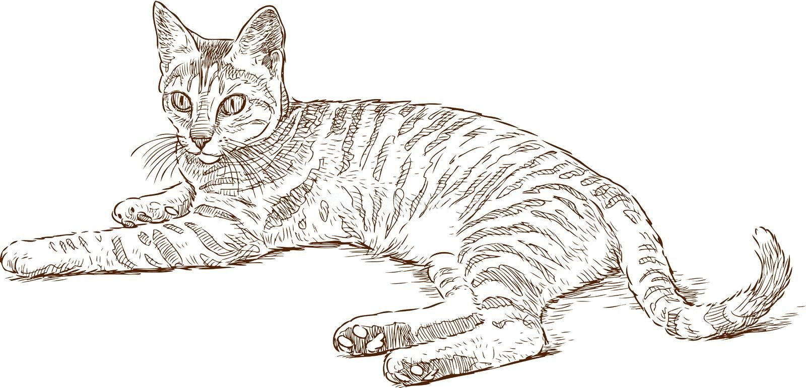 Лежащая кошка рисунок - 62 фото