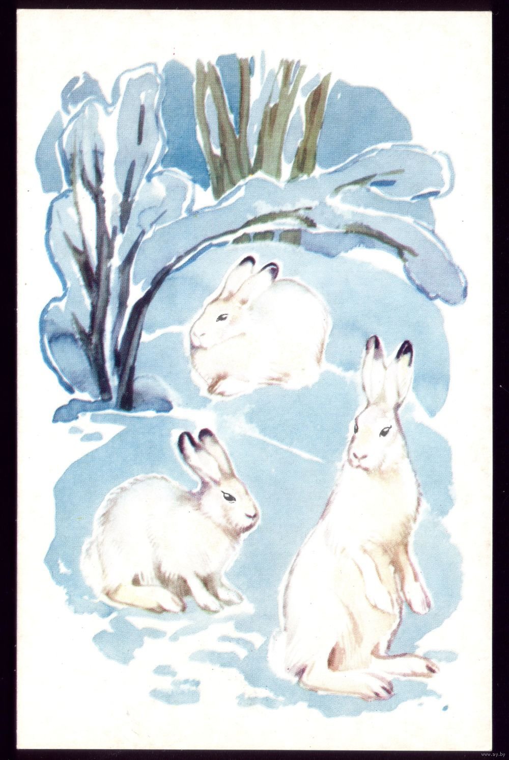 Развитие речи зайцы старшая группа. Алексеев Строганова животные севера 1972 год. Заяц зимой. Заяц зимой живопись. Заяц картина.