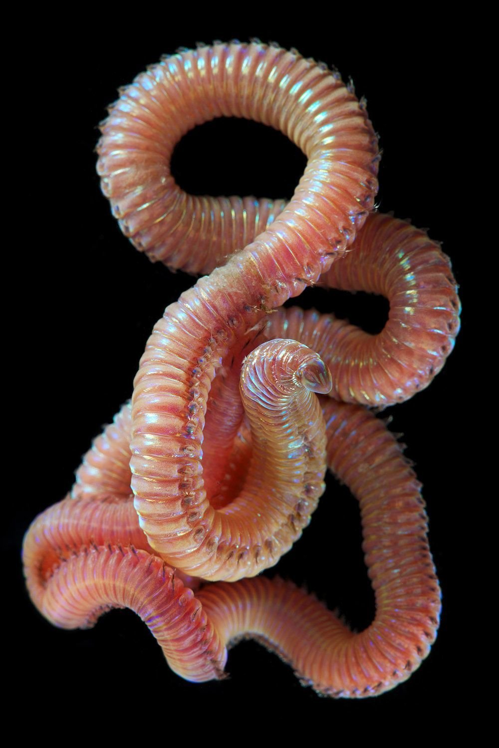 Морской червь размер. Морские многощетинковые черви. Много щитинковые черви. Многощетинковые кольчатые черви. Многощетинковый морской червь.