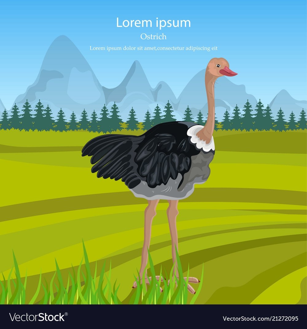 Страус чертеж