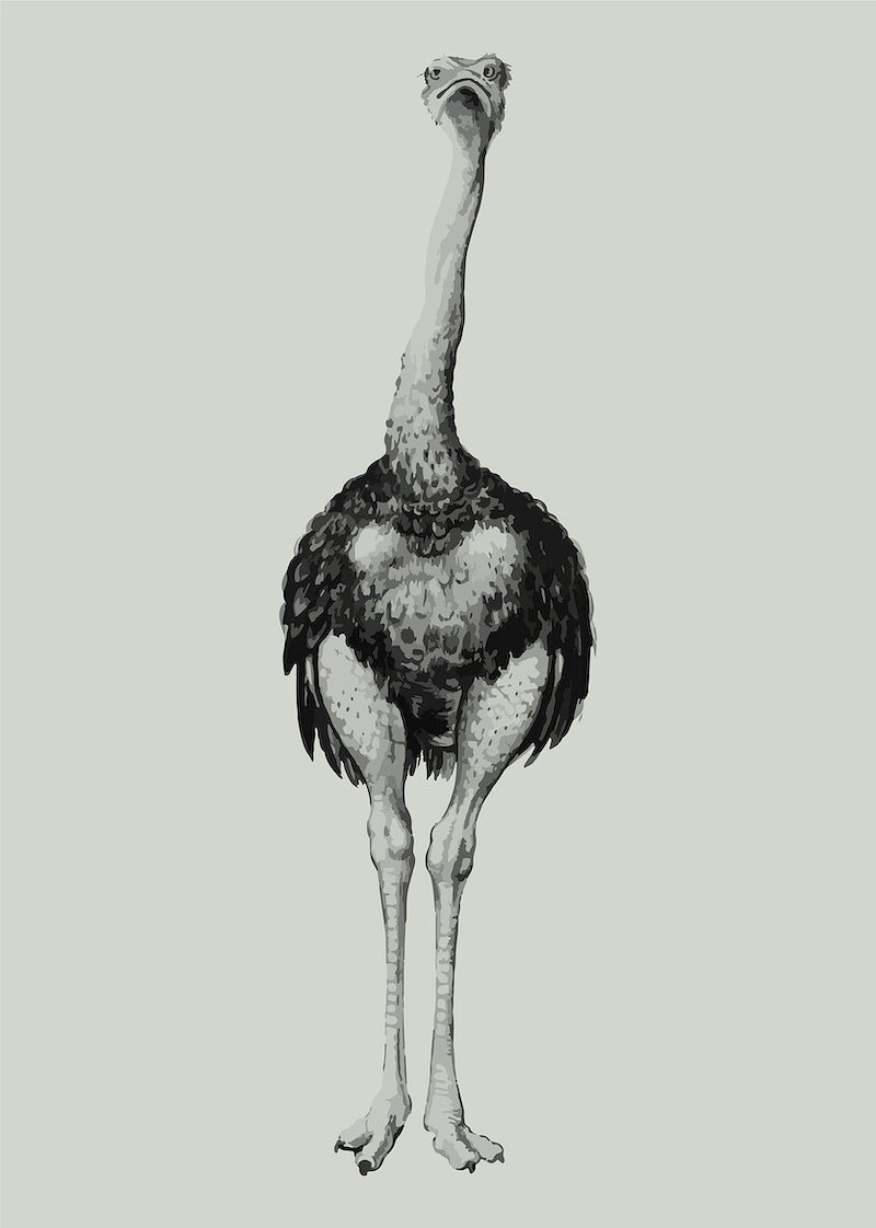 Лицо страуса в векторе
