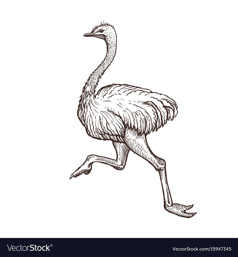 Страус иллюстрация