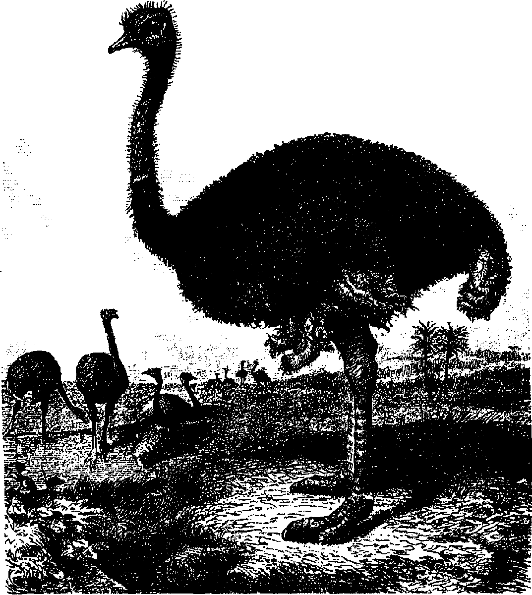 Страус вектор