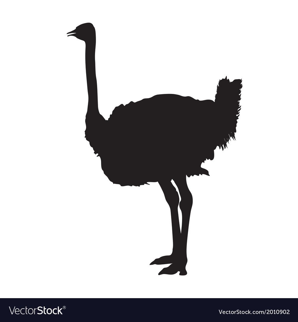 Страус вектор силуэт