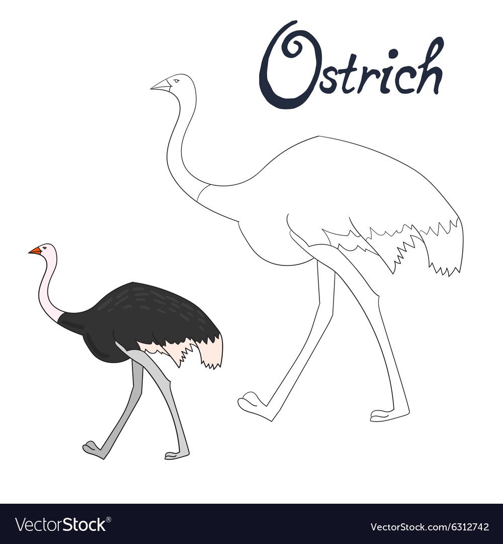 Страус бежит на белом фоне