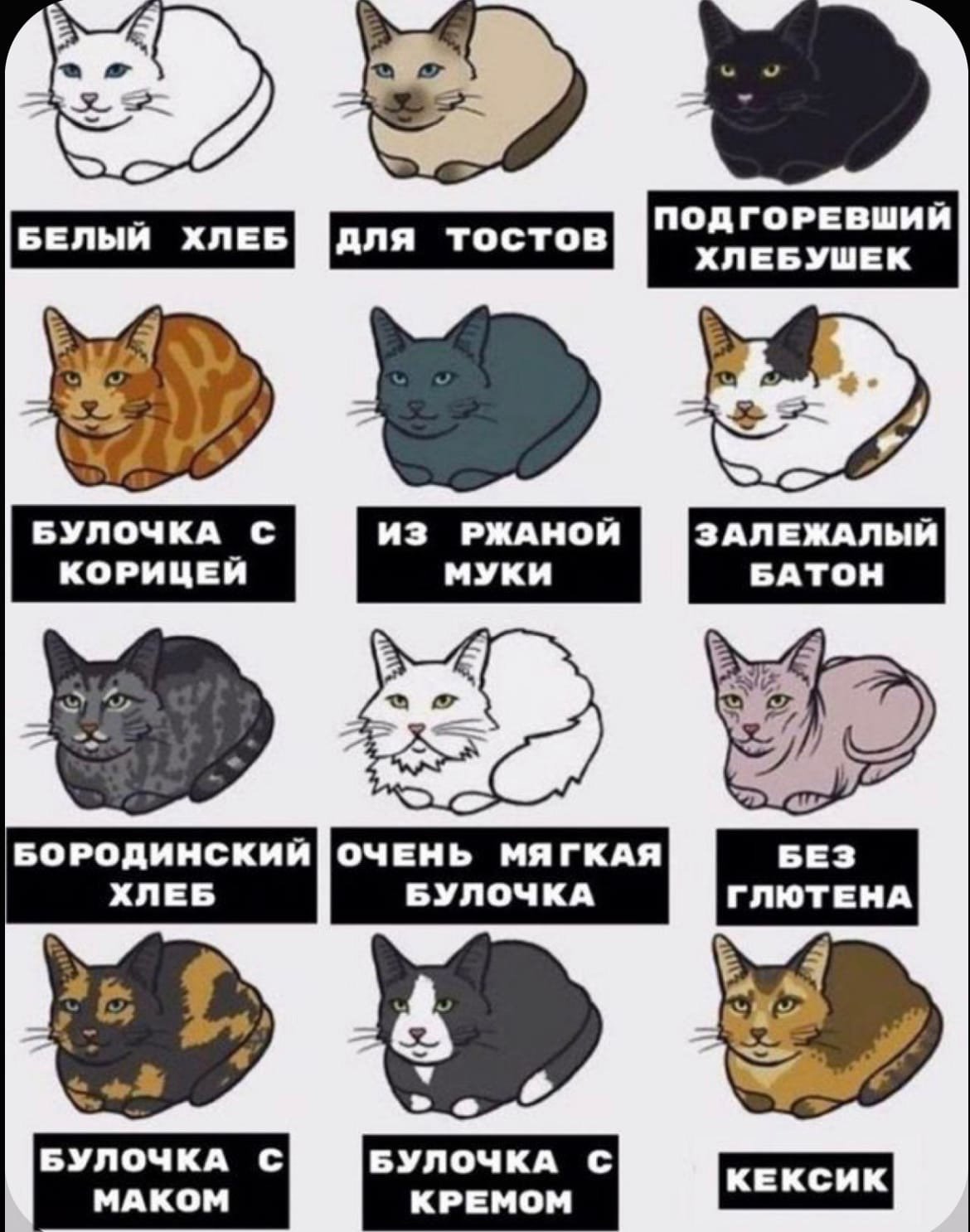 Кот мем игра. Коты мемы. Какой у тебя кот. Какой кот хлеб. Котик Мем.