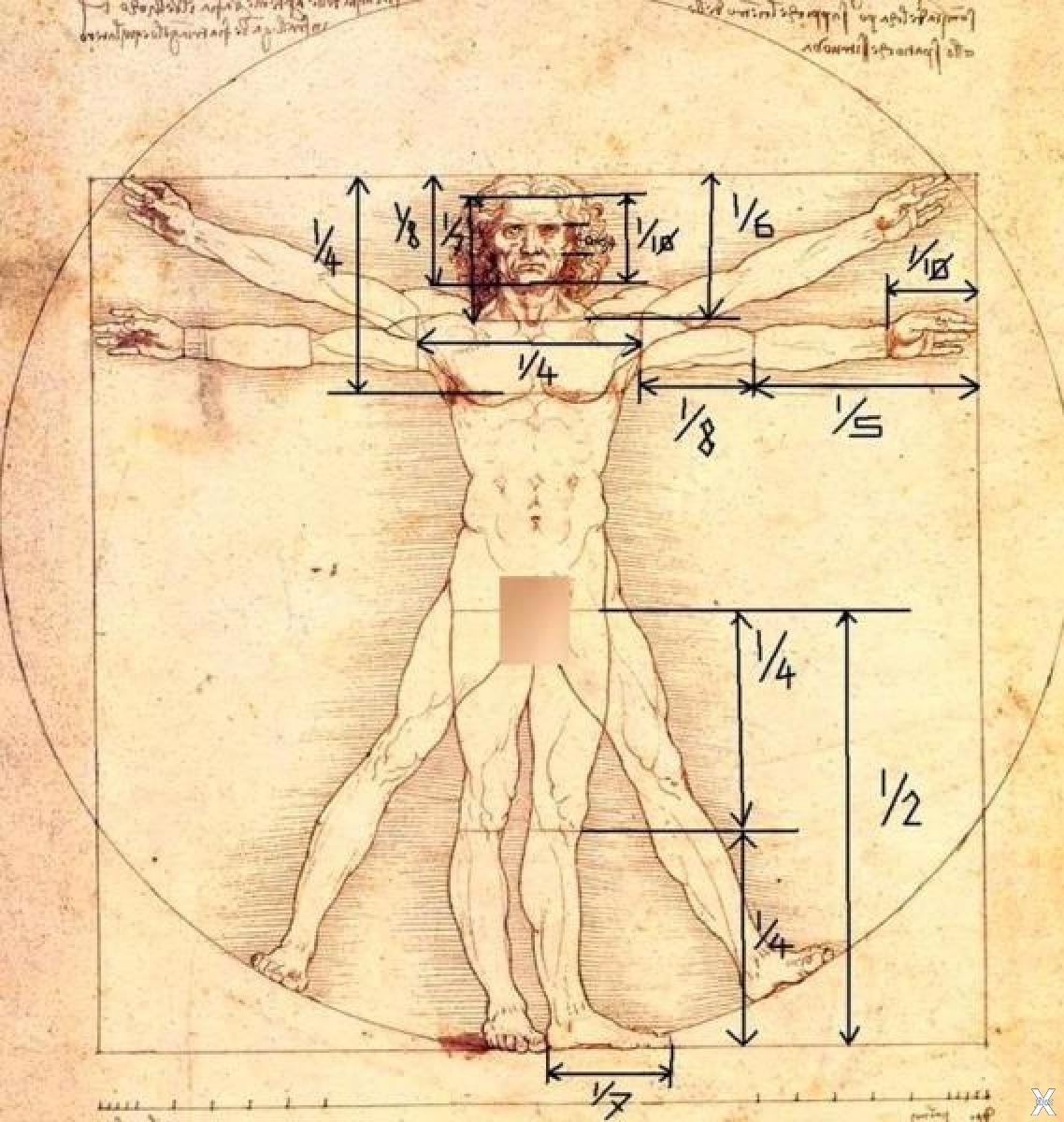 Тело возрождение. Пропорции человеческого тела Давинчи. Леонардо да Винчи человек Витрувианский пропорции. Пропорции идеального человека Леонардо да Винчи. Пропорции человека да Винчи.