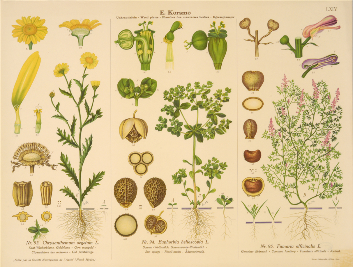 Начинающая ботаника. Ботанические науки о растениях. Ботанические иллюстрации растений. Мир растений ботаника. Ботаника трава.