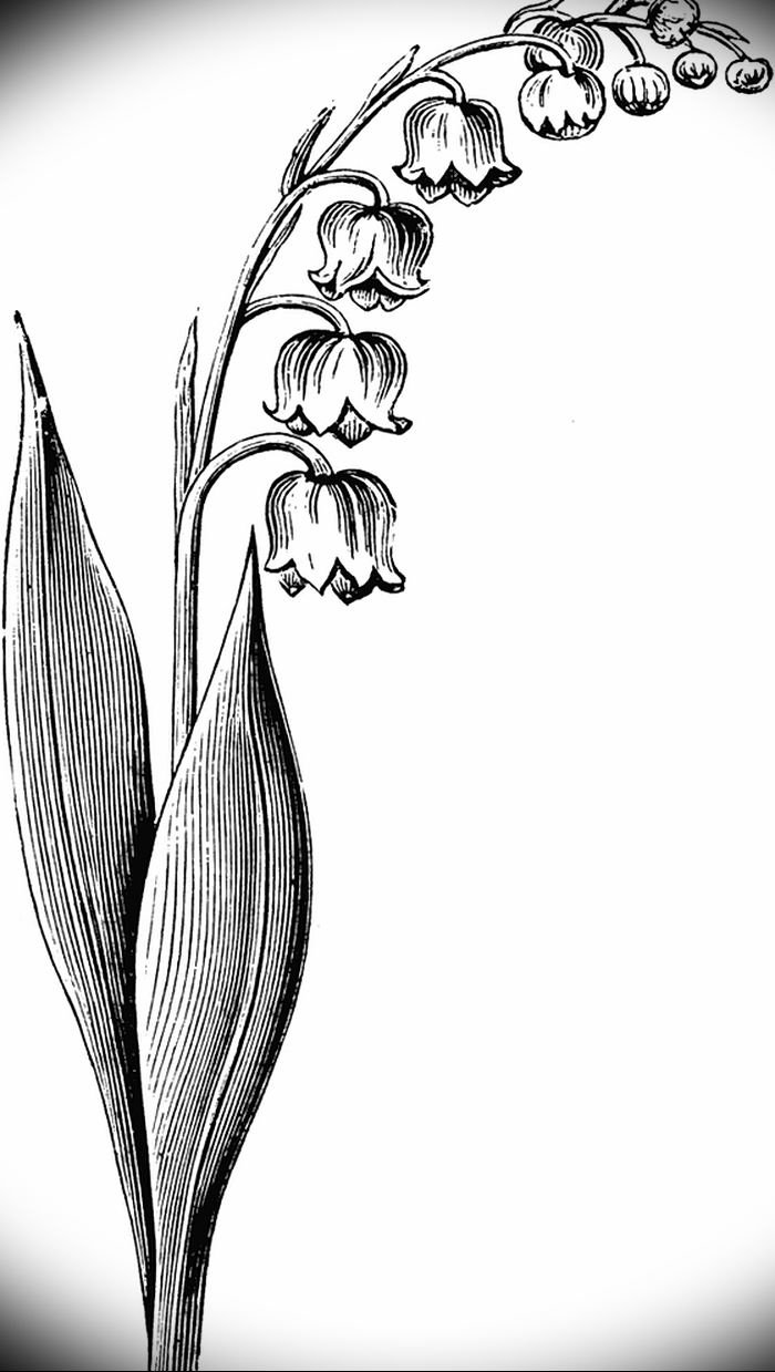 Колокольчик цветок рисунок карандашом - 57 фото