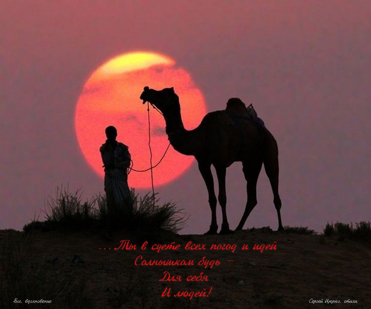 Караван солнца. Верблюд на закате. Верблюд в пустыне. Верблюды и Луна в пустыне. Верблюды ночью.