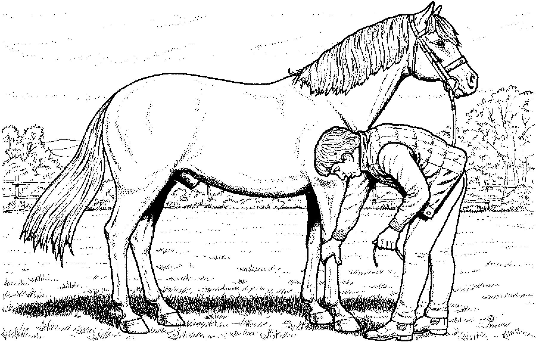 Конюшня рисунок. Раскраска. Лошади. Раскраска конь. Раскраски для мальчиков лошади. Лошадь раскраска для детей.