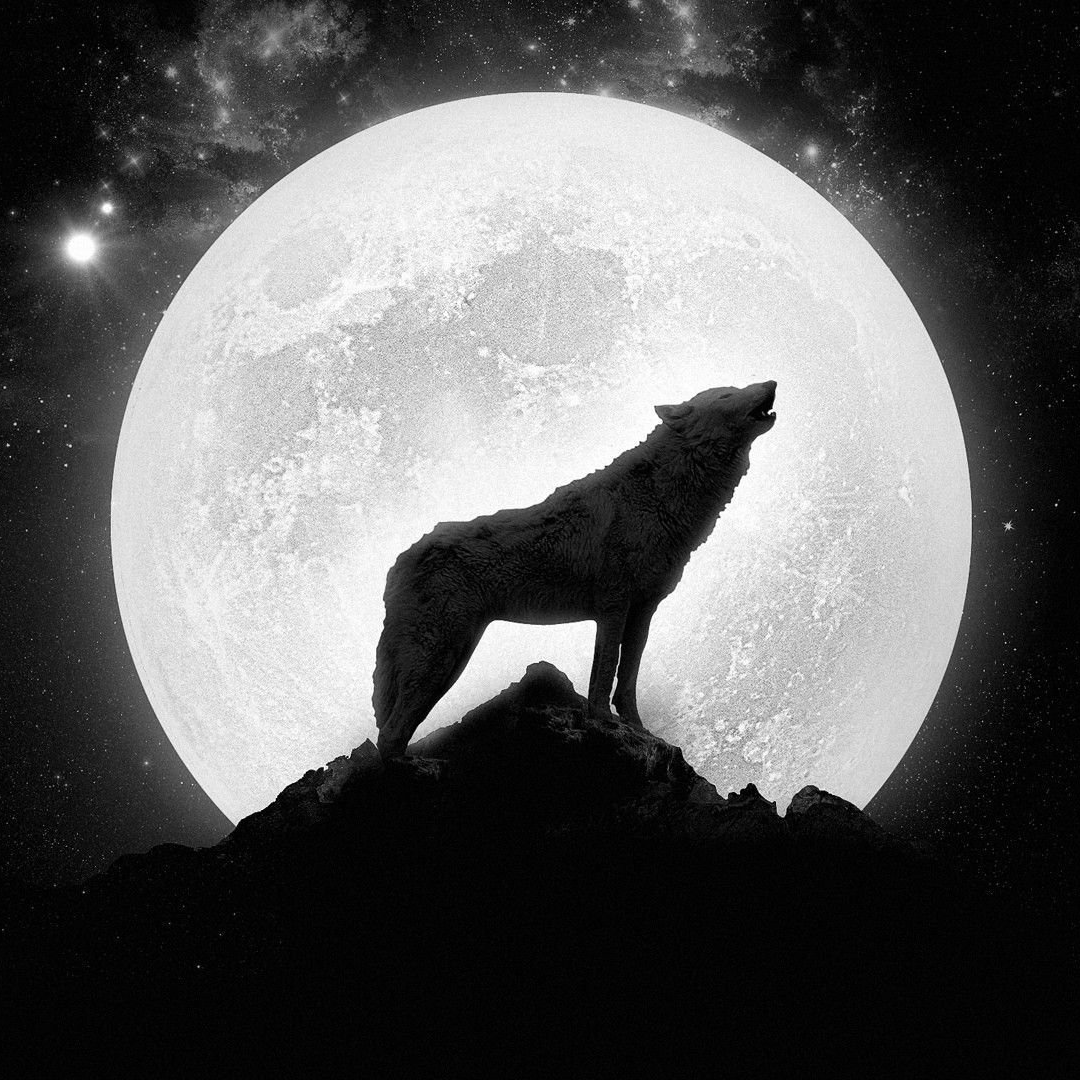 Волки воют на луну песни. Howling Wolf музыкант. Волк воет на луну. Волк и Луна. Воющий волк.