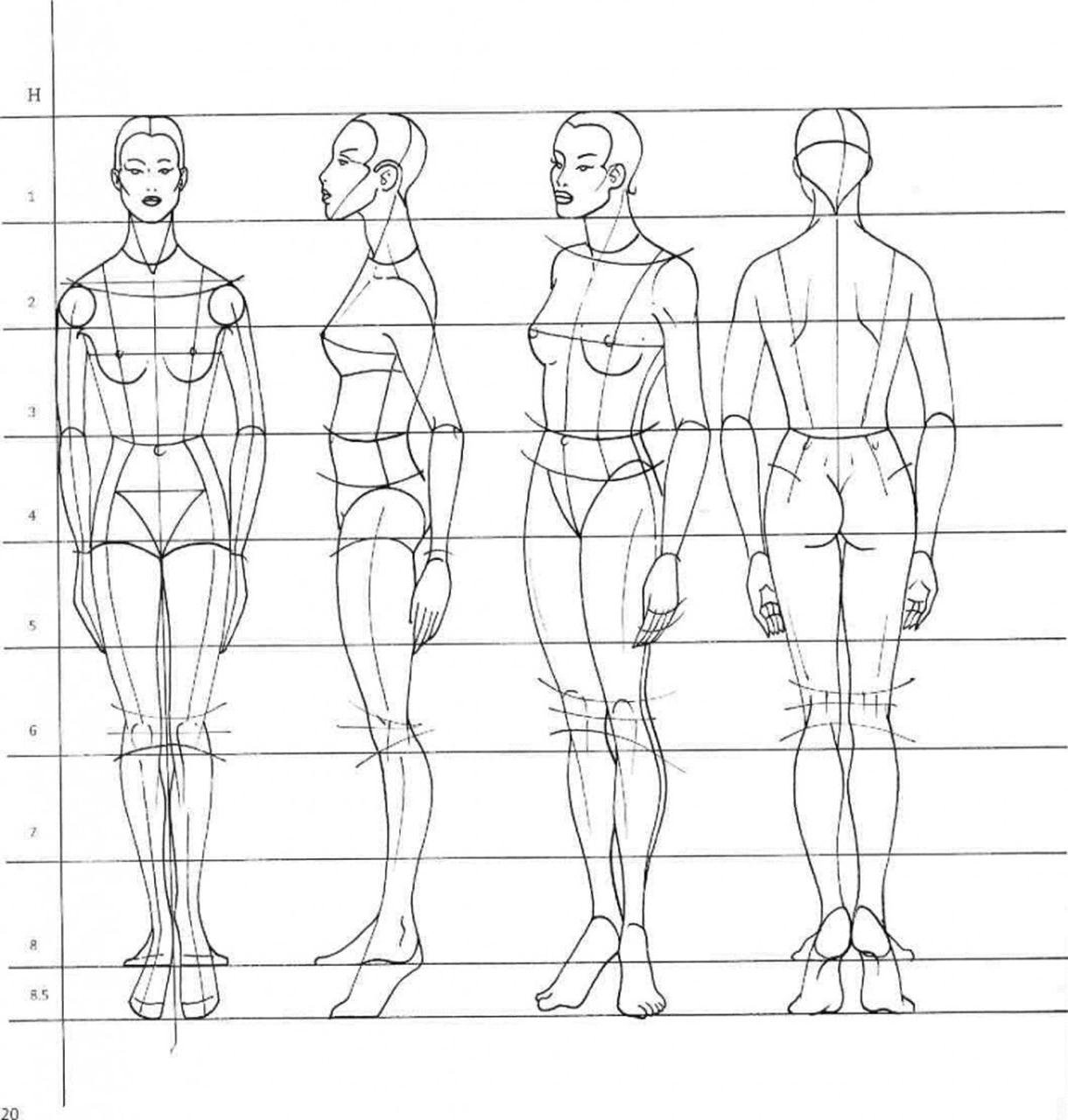 Рисунок изображение фигуры. Пропорции человека в полный рост. Пропорции человека для рисования. Пропорции тела для рисования. Пропорции тела человека рисунок.