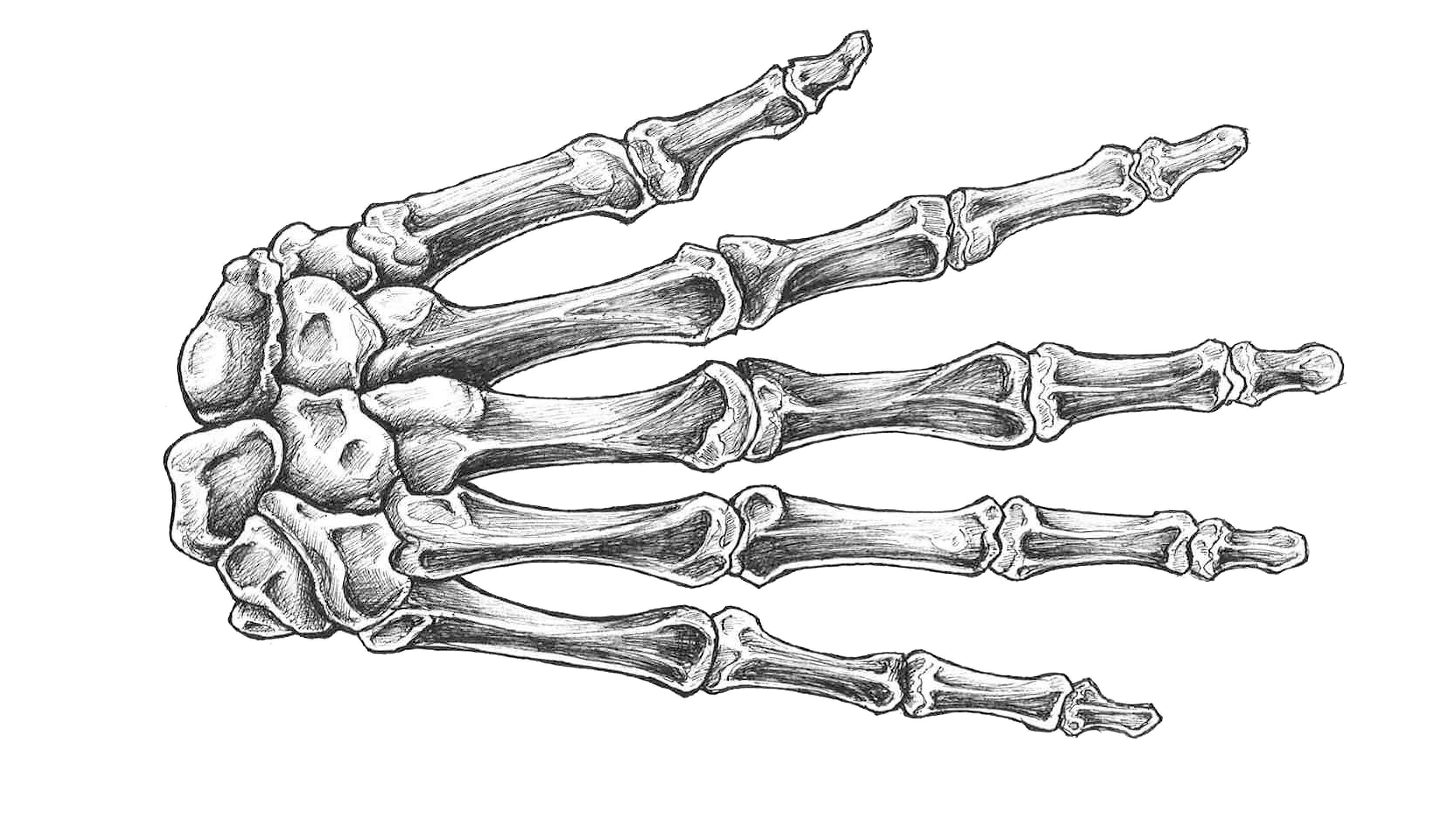 Скелет пальцев человека. Кости кисти анатомия. Кисть скелета сбоку. Анатомия костей кисти руки. Скелет руки человека.