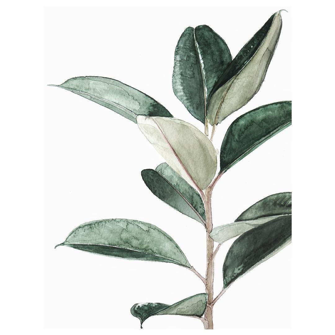 Фикус акварель