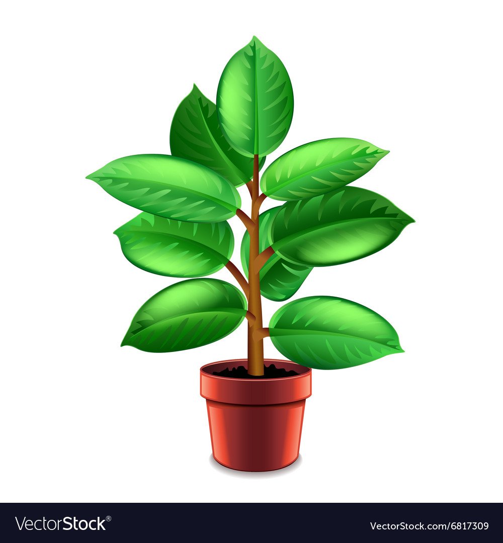 Фикус карандашом