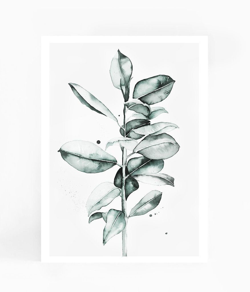 Фикус акварель