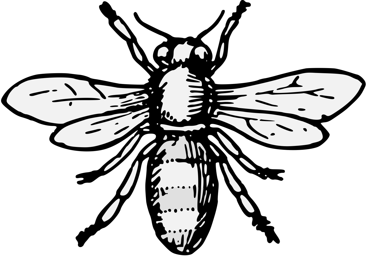 Муха черно белая. Пчела в геральдике. Пчела эскиз. Симметрия в насекомых пчела. Пчела рисунок.