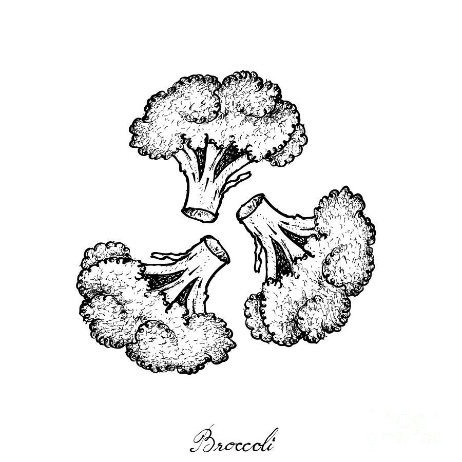 Брокколи рисунок карандашом