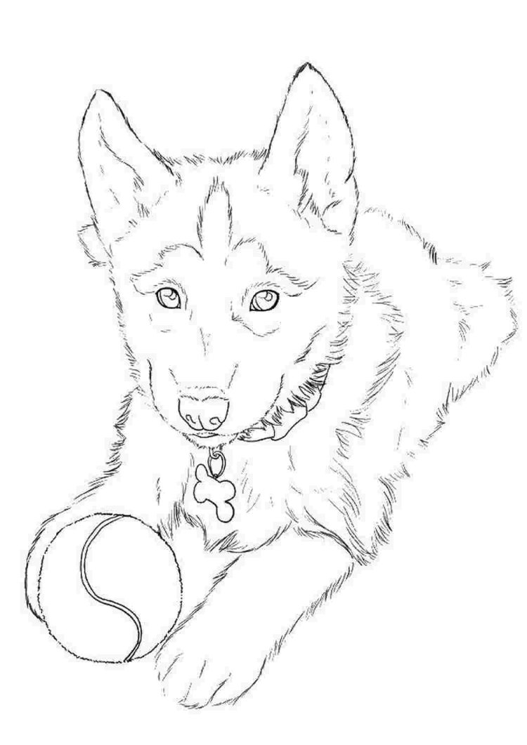 Хаски рисунок карандашом