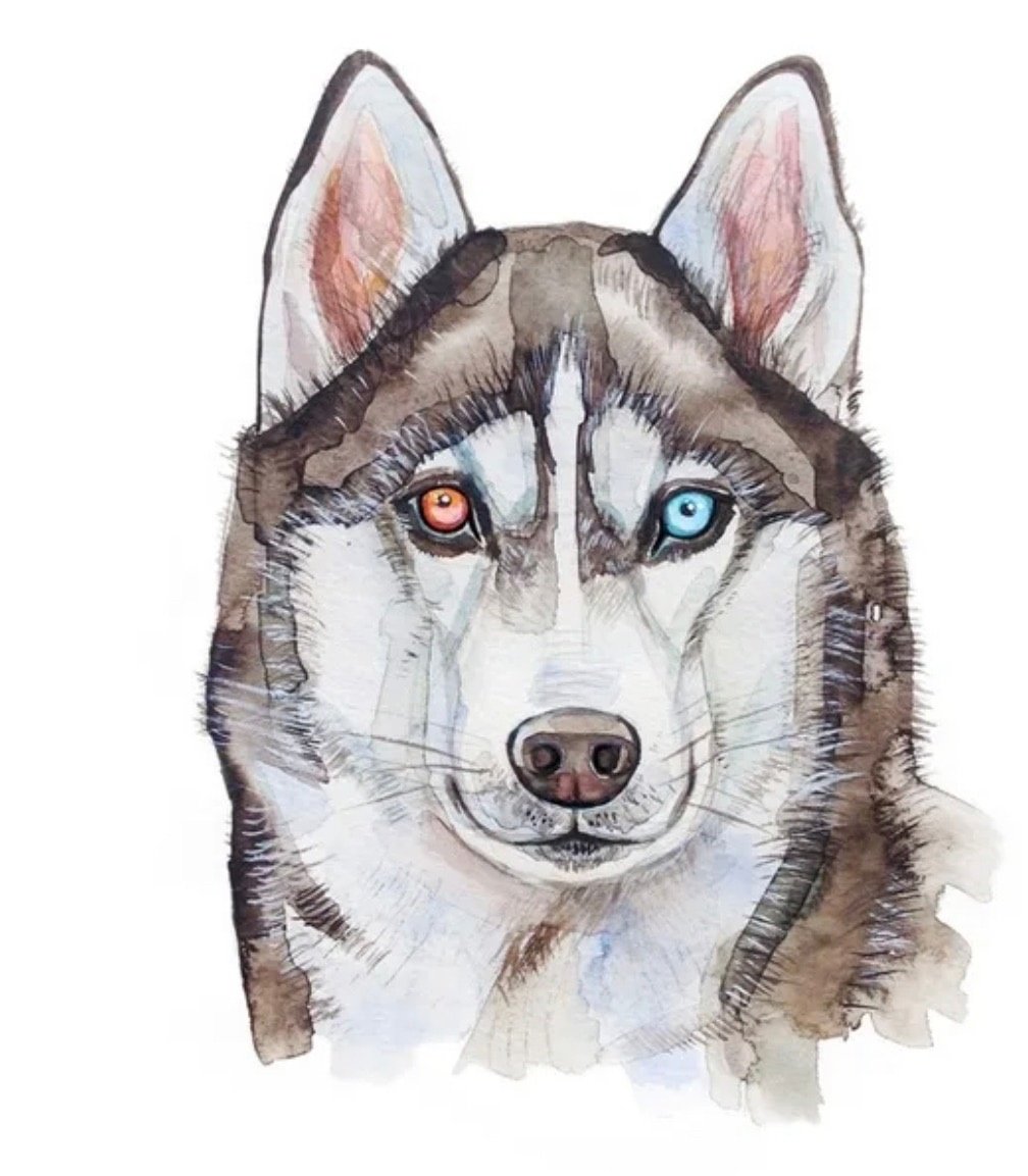 Аска рисунок