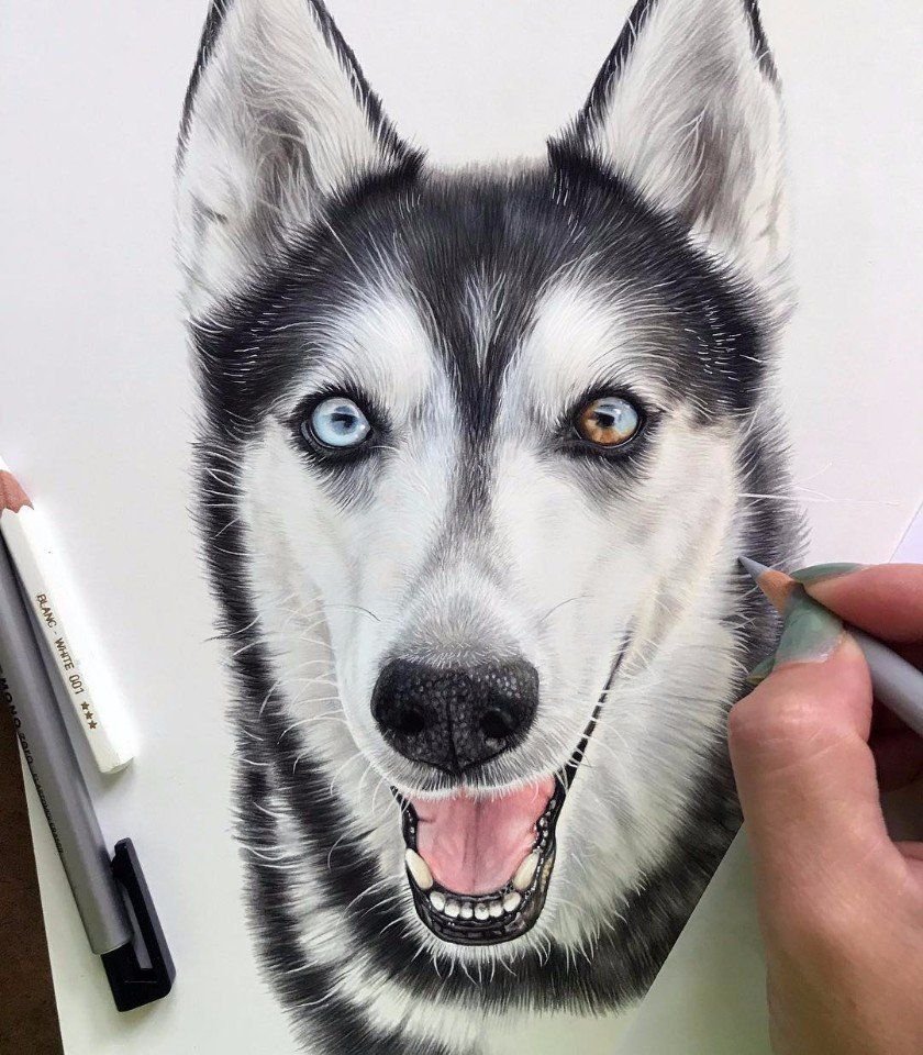 Хаски портрет