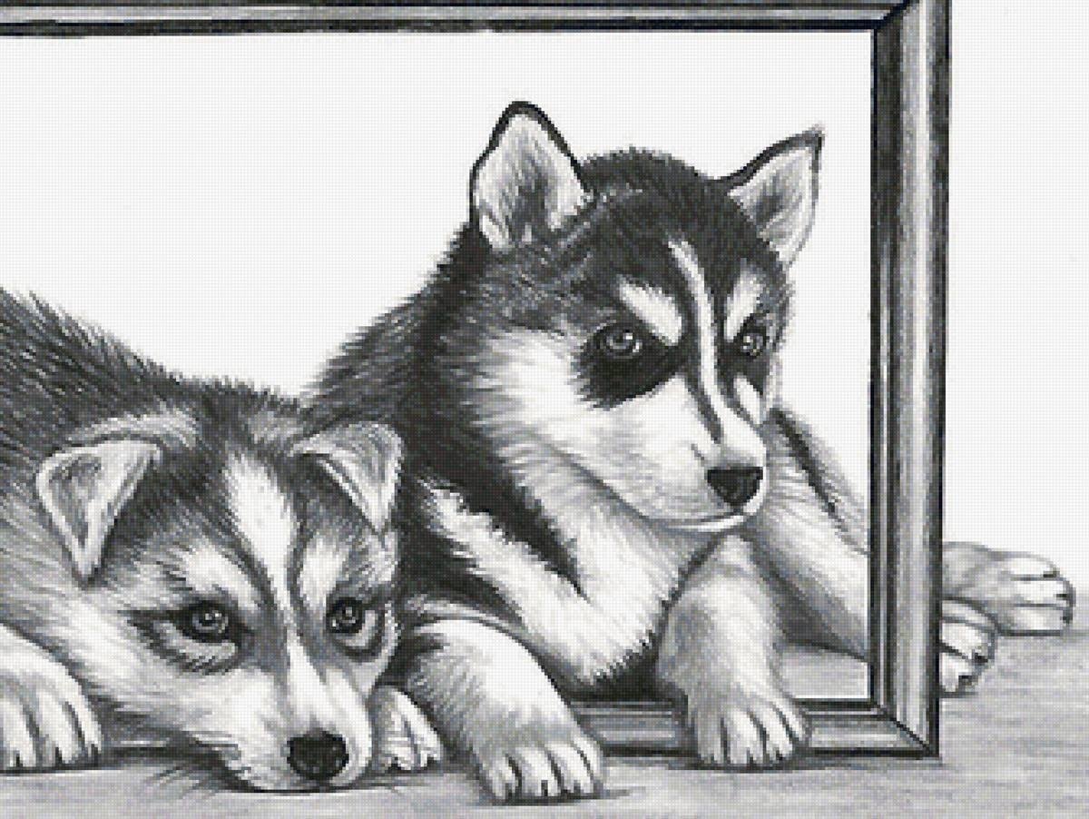 Рисунок хаски карандашом для срисовки