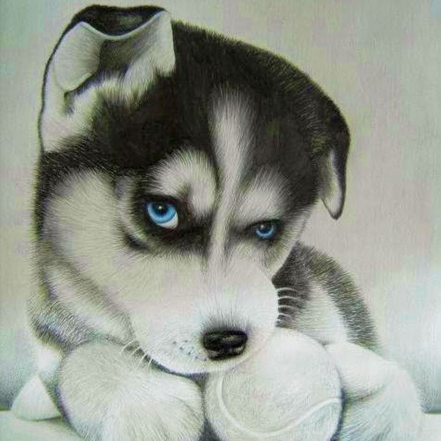 Красивые рисунки хаски