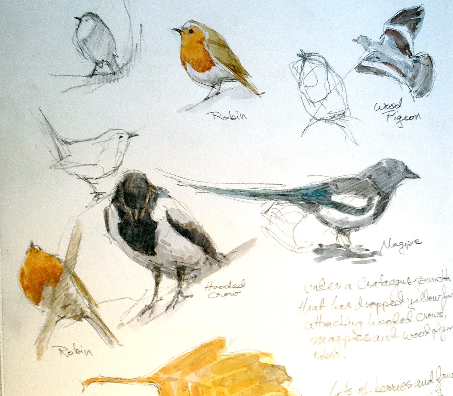 Скетчинг рисунки птицы
