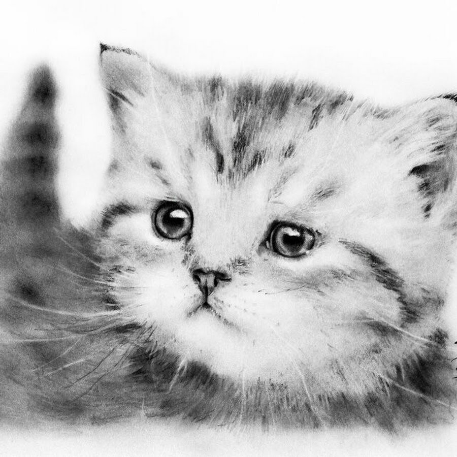 Рисунки карандашом живые