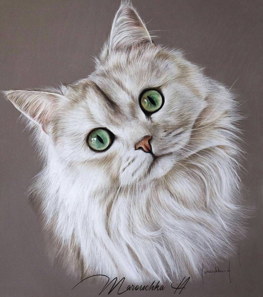 Фото рисунка кошки. Портрет кота. Котик пастелью. Портрет кошки карандашом. Красивый кот портрет.