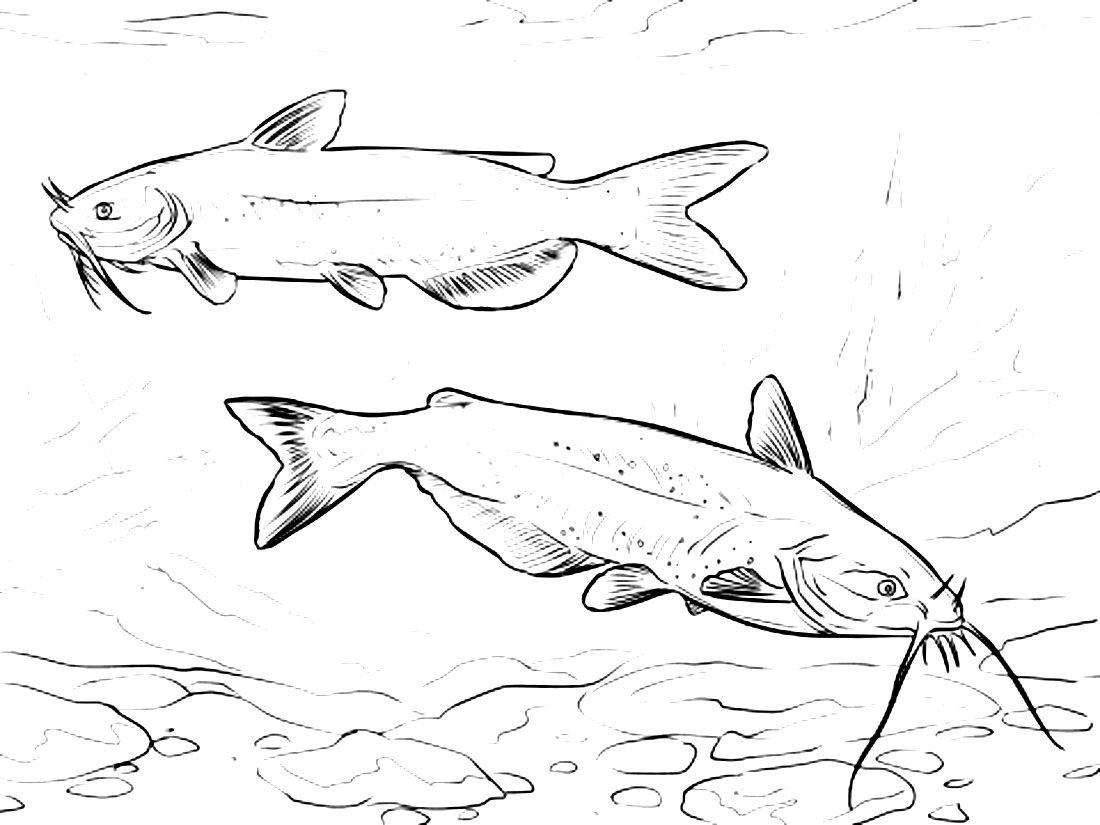 Электрический угорь раскраска