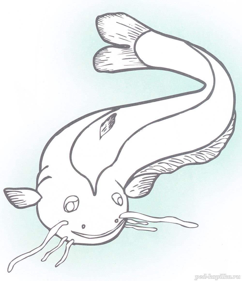 Сом раскраска