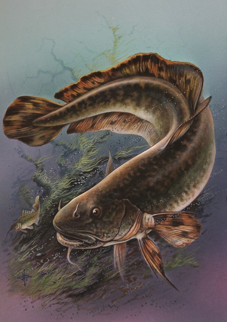 Налим Налимыч