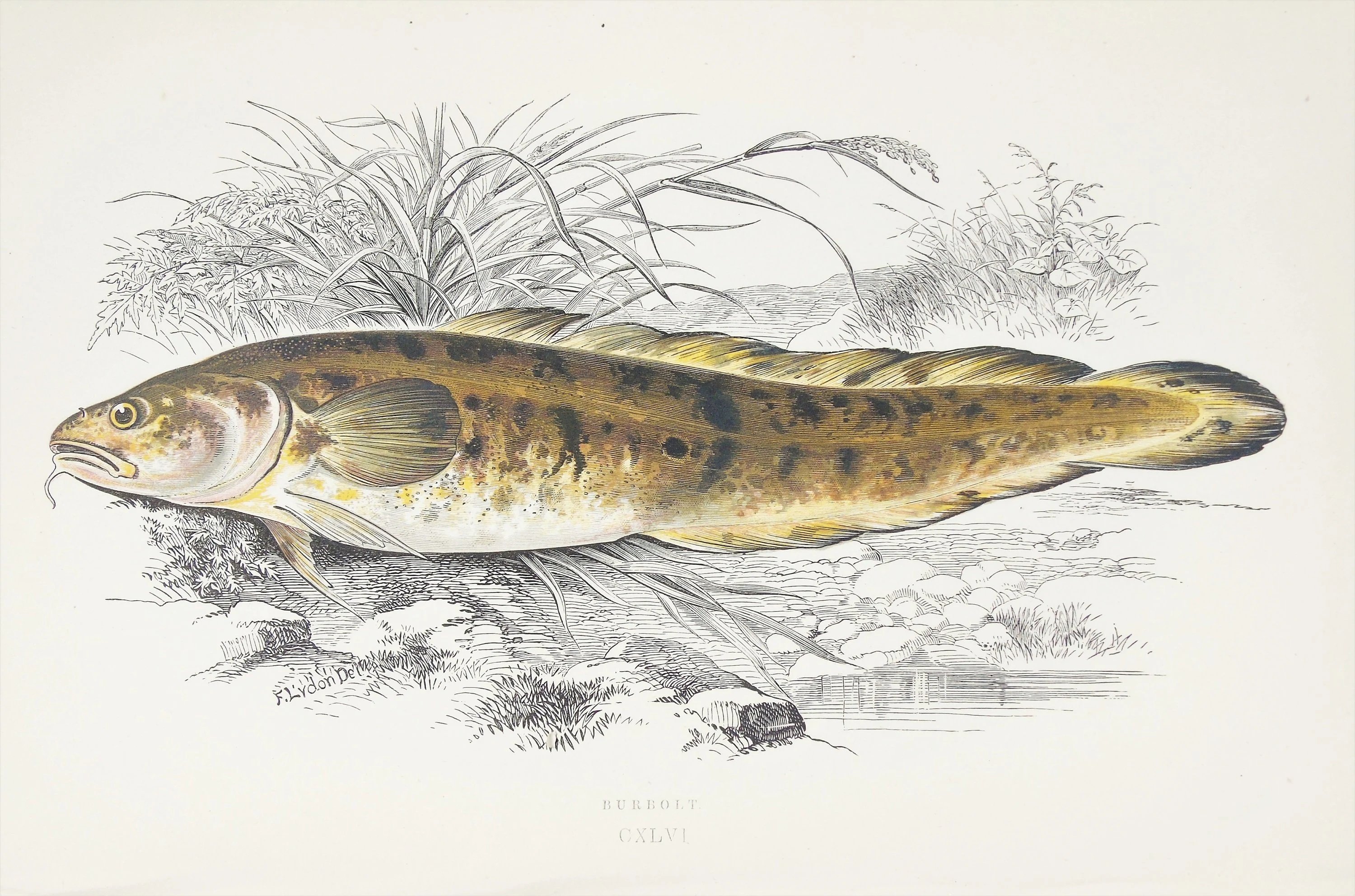 Налим рисунок. Речная рыба налим. Налим семейство тресковых. Рыба гравюра. Налим иллюстрации
