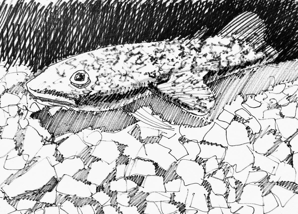 Злой налим арты