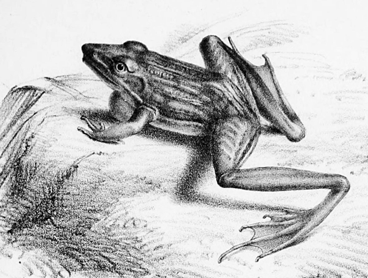 Ptychadena anchietae