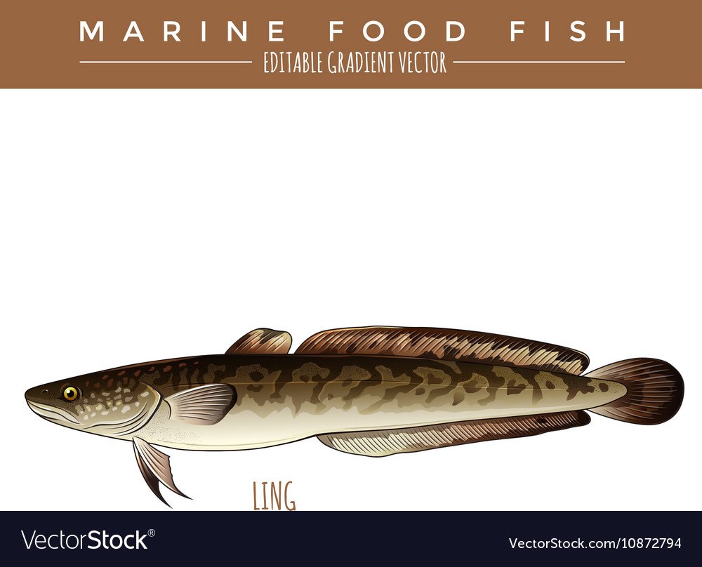 Налим (lota lota)