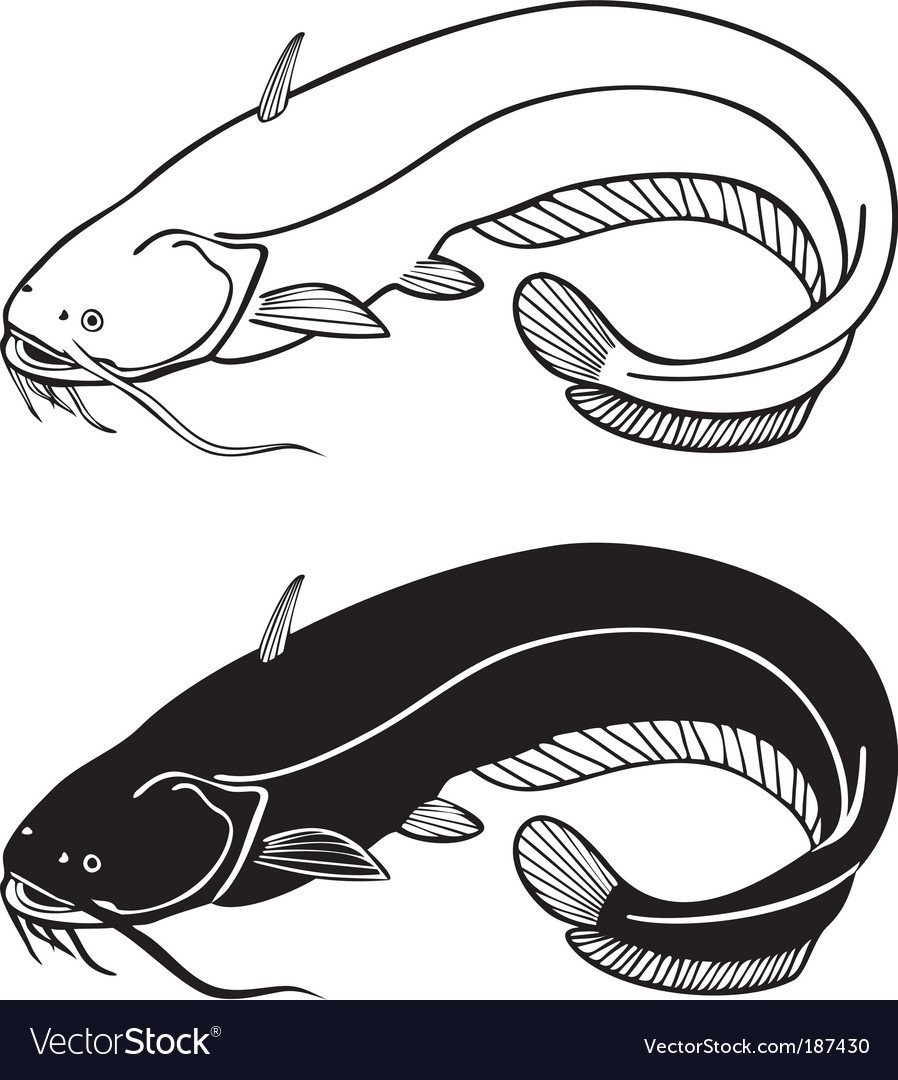 Сом черно белый