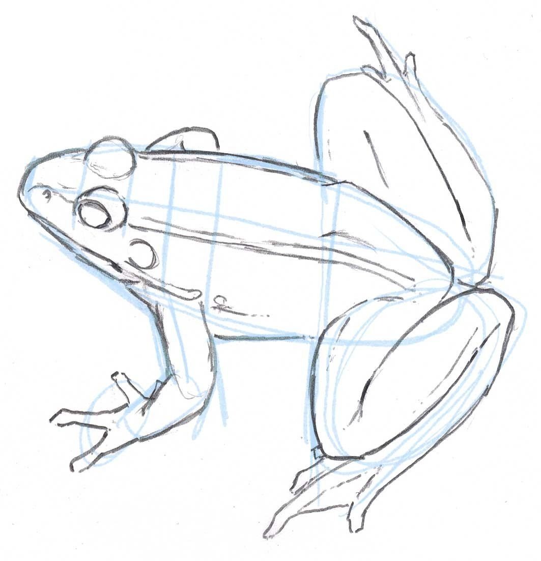 Лягушка для рисования