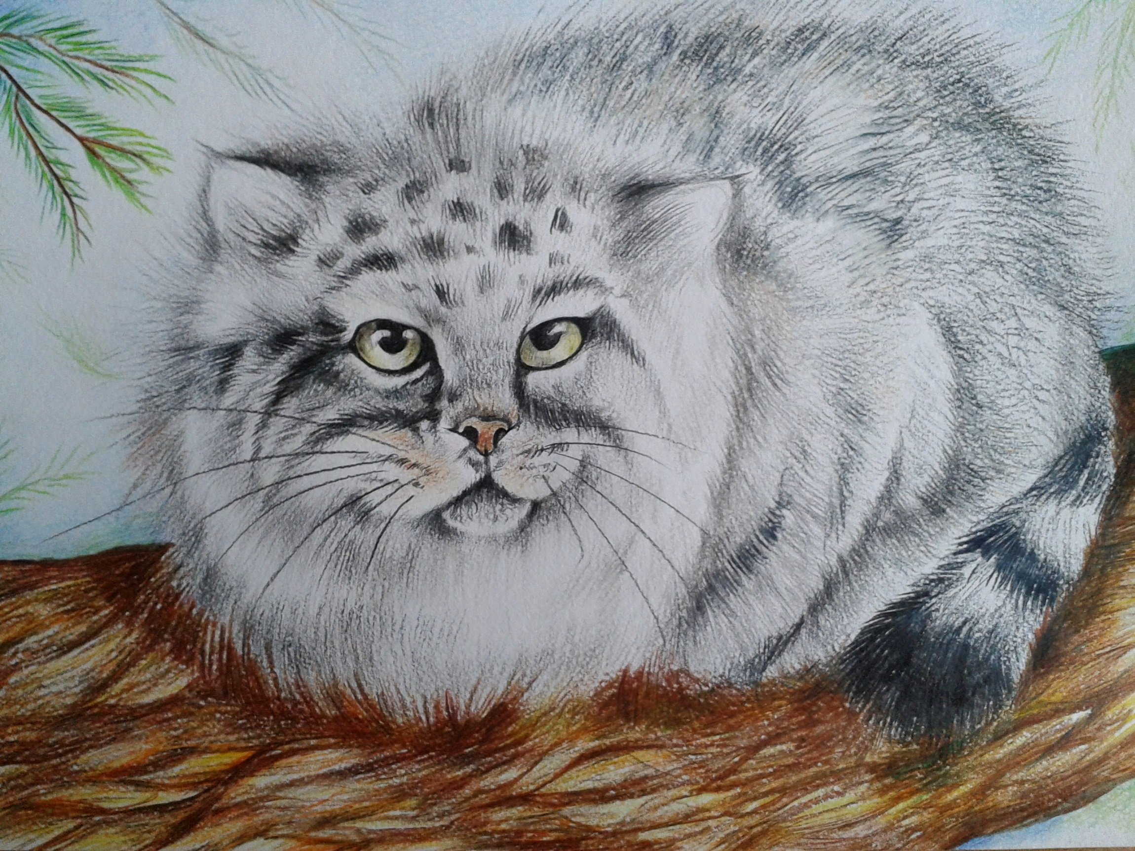 манул рисунок карандашом. манул рисунок. манул картина карандашом. манул карандашом. манул стилизованный рисунок.