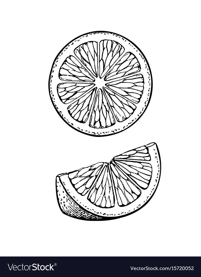 Дольки лимона рисунок