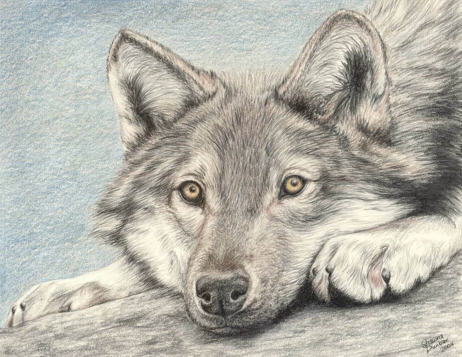 Картинки простых животных. Волк рисунок. Рисунки Волков карандашом. Нарисовать волка. Волк карандашом.