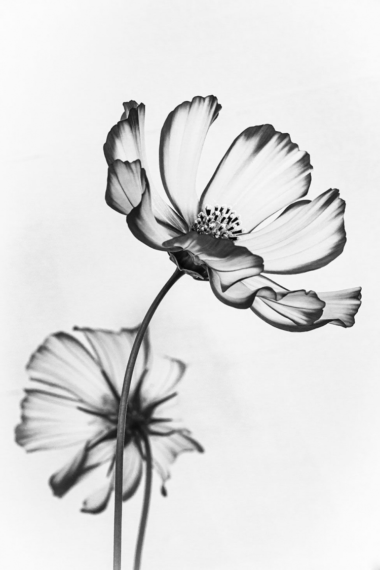 Рисунки цветов черно белые - 77 фото