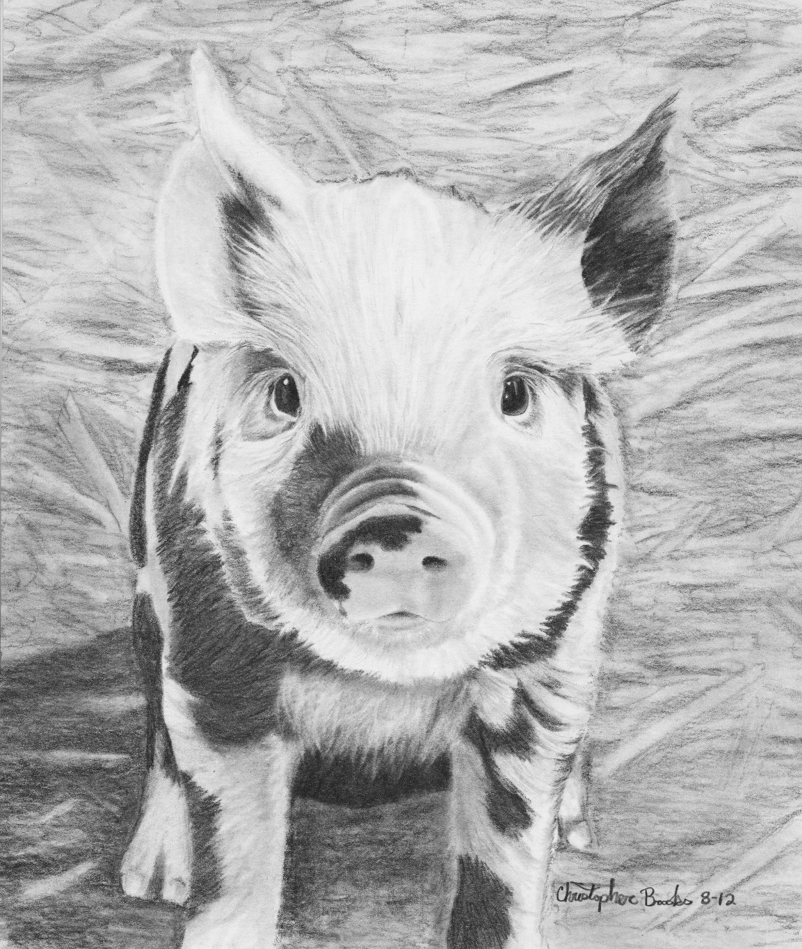 Свинья карандашом. Свинья рисунок. Свинья рисунок карандашом. Нарисовать свинью карандашом. Свинья эскиз карандашом.