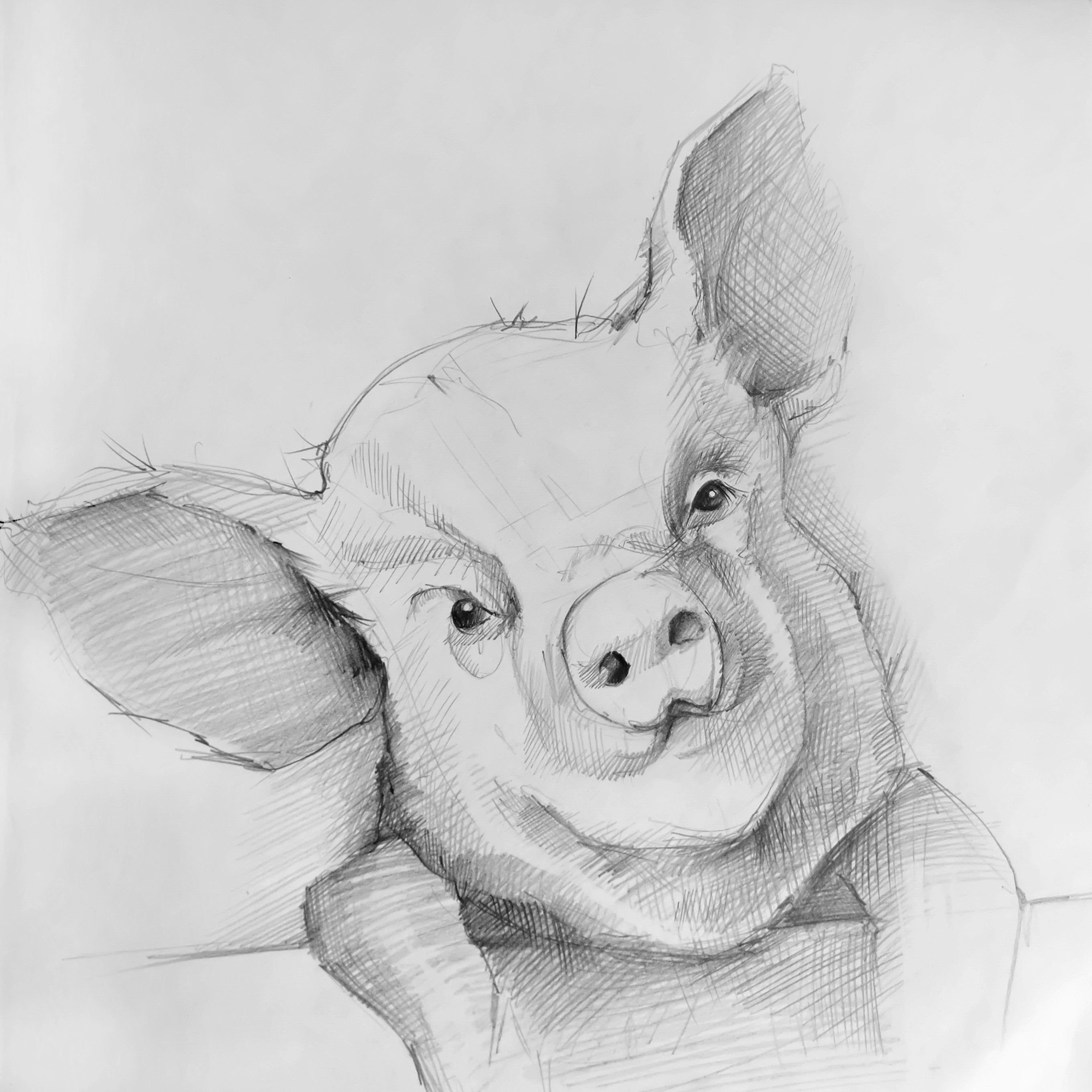 Свинья карандашом. Свинья скетч. Скетч арт свинья. Свинья рисунок. Милые свинки для срисовки.