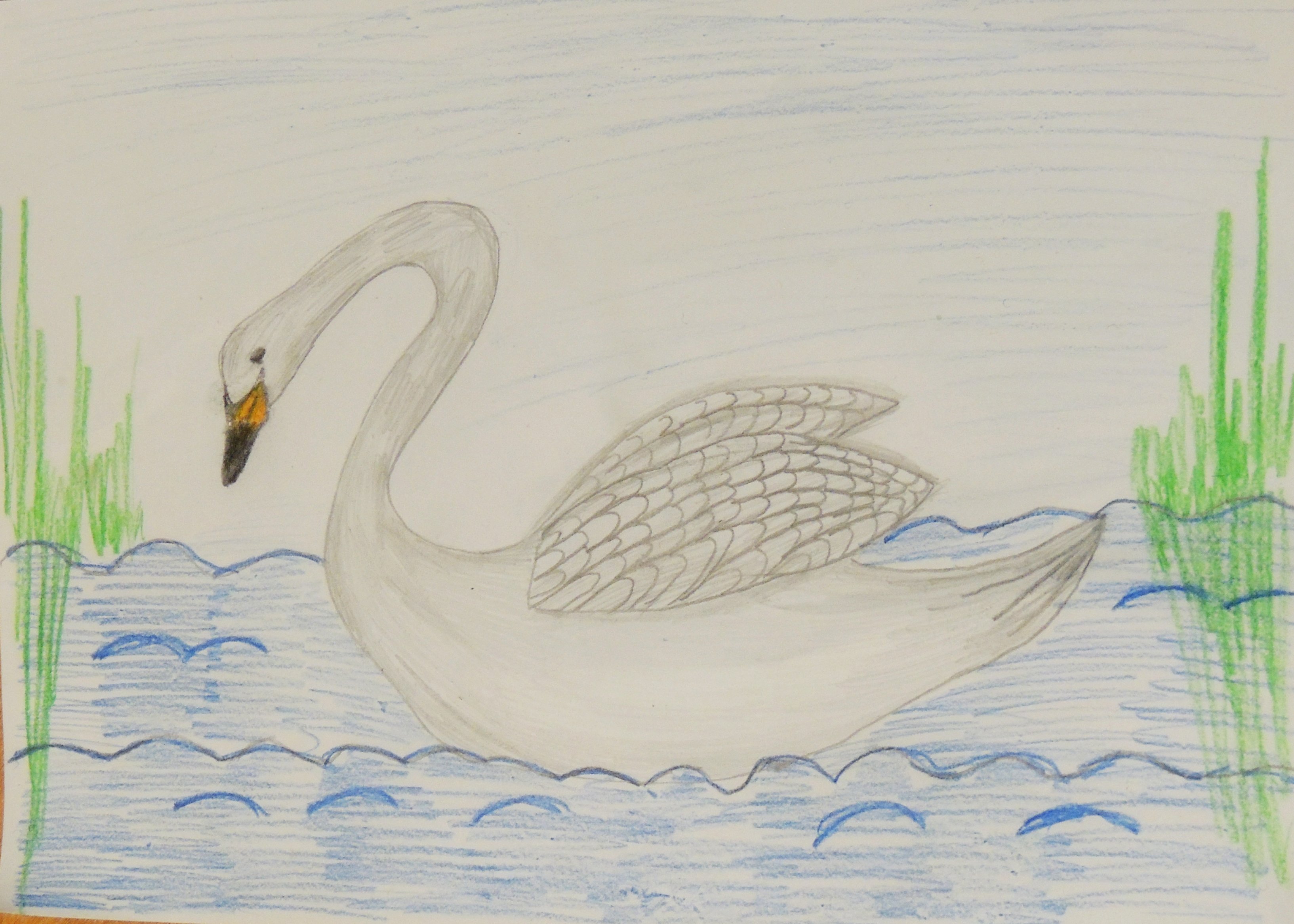 О чем рассказ приемыш мамин. Приёмыш мамин Сибиряк раскраска. Лебедь рисунок карандашом. Рисунок лебедей на озере карандашом. Иллюстрация приемыш.