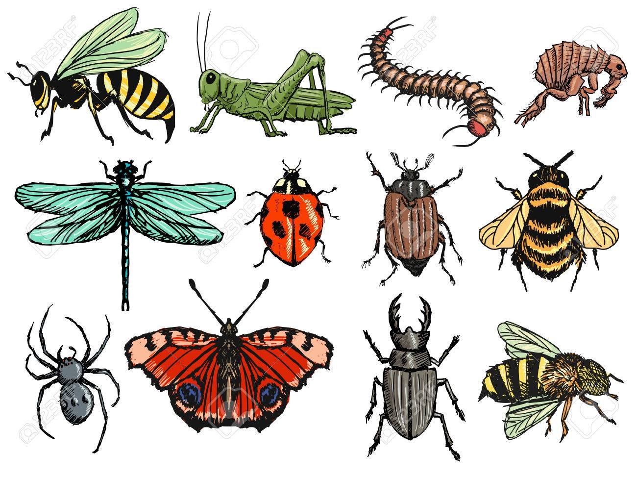 Картинки насекомых для детей цветные. Насекомые для детей. Насекомые для дошкольников. Насекомые иллюстрации. Насекомые картинки.