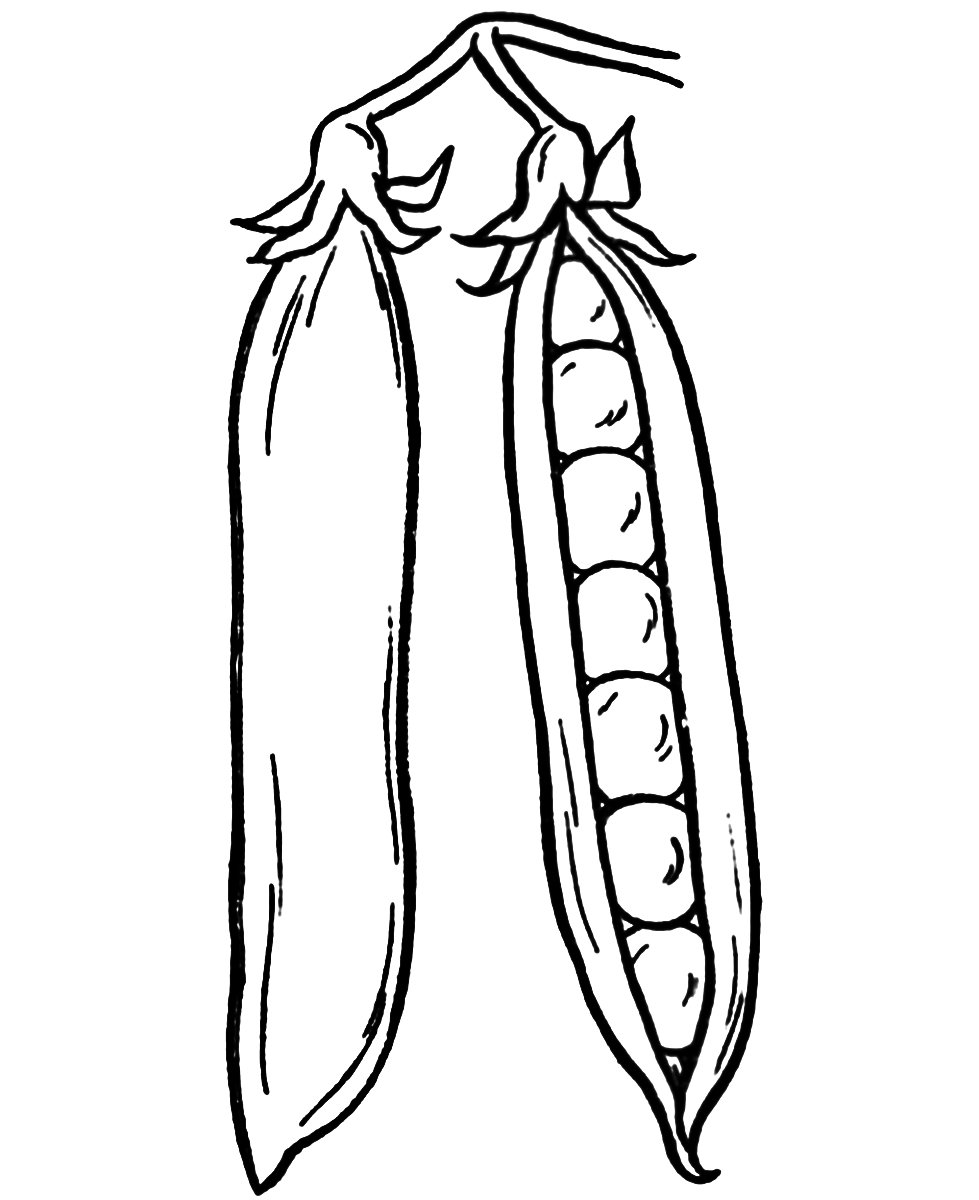 Стадии роста растений