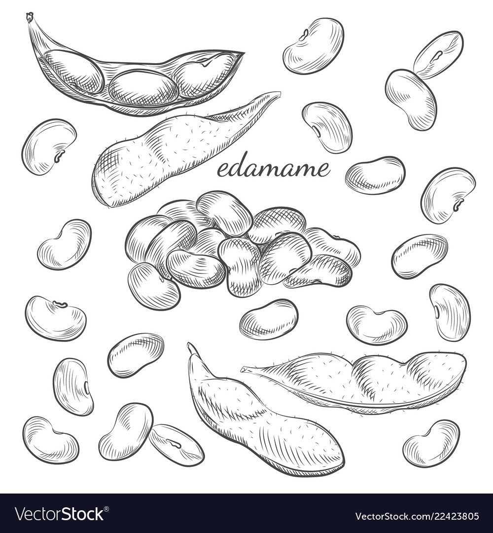 Фасоль вектор